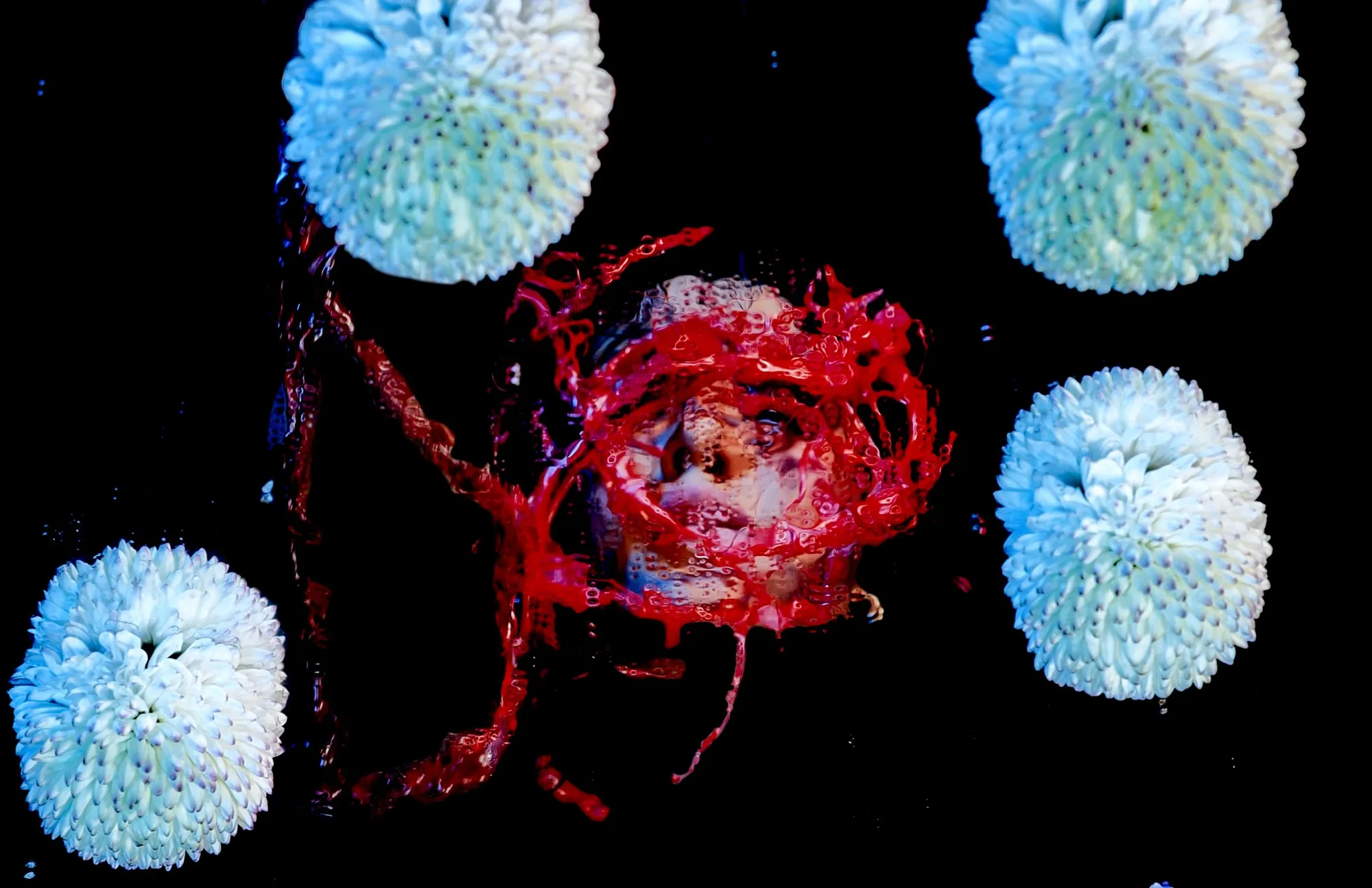 Standard Vision — Dicentra — Standard Vision Artist Spotlight · frame 10 · Lloyd Galbraith